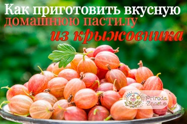 Пастила из крыжовника