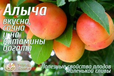 Полезные свойства алычи