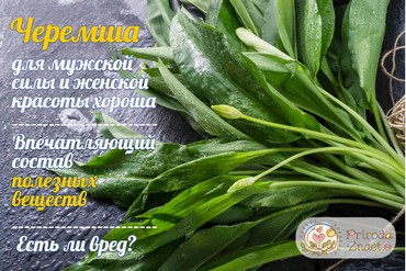 Полезные свойства черемши