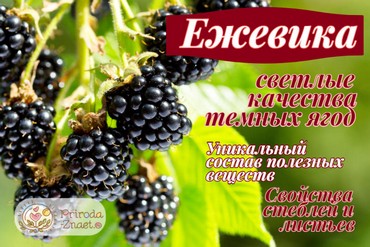 Ягоды ежевики