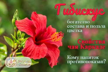 Полезные свойства гибискуса
