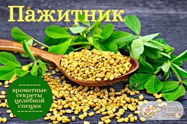 полезные свойства пажитника