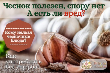 Польза и вред чеснока