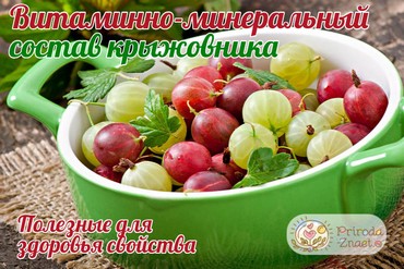 Полезные свойства крыжовника