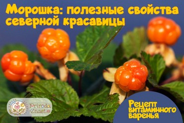 Морошка