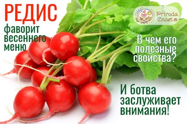 Редиска