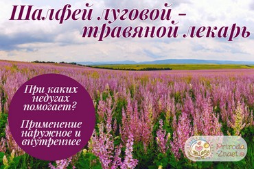 Шалфей луговой