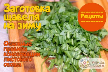 Щавель на зиму