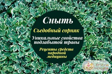 Сныть-трава
