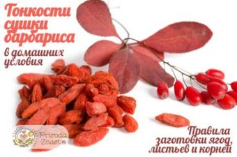 Как сушить барбарис