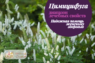 Клопогон