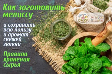 Заготовка мелиссы