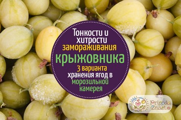 Можно ли замораживать крыжовник?