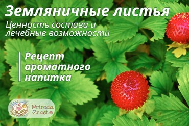 Листья земляники