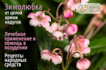Зимолюбка зонтичная